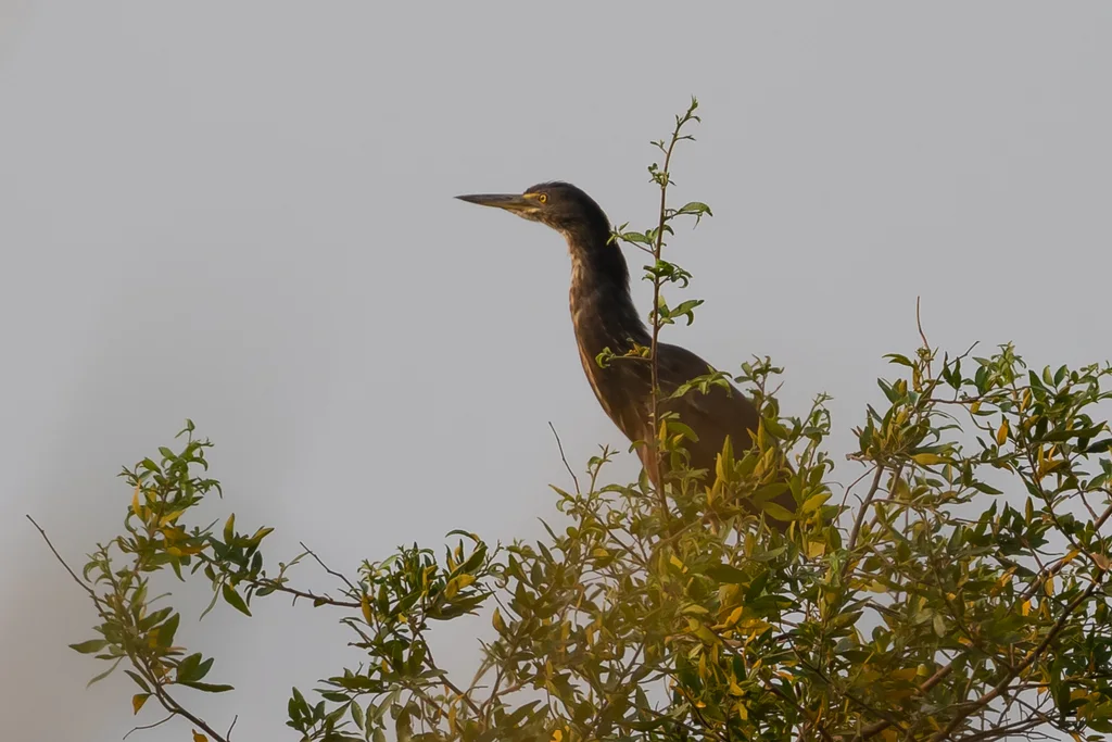 棕腹池鹭(Ardeola rufiventris)
