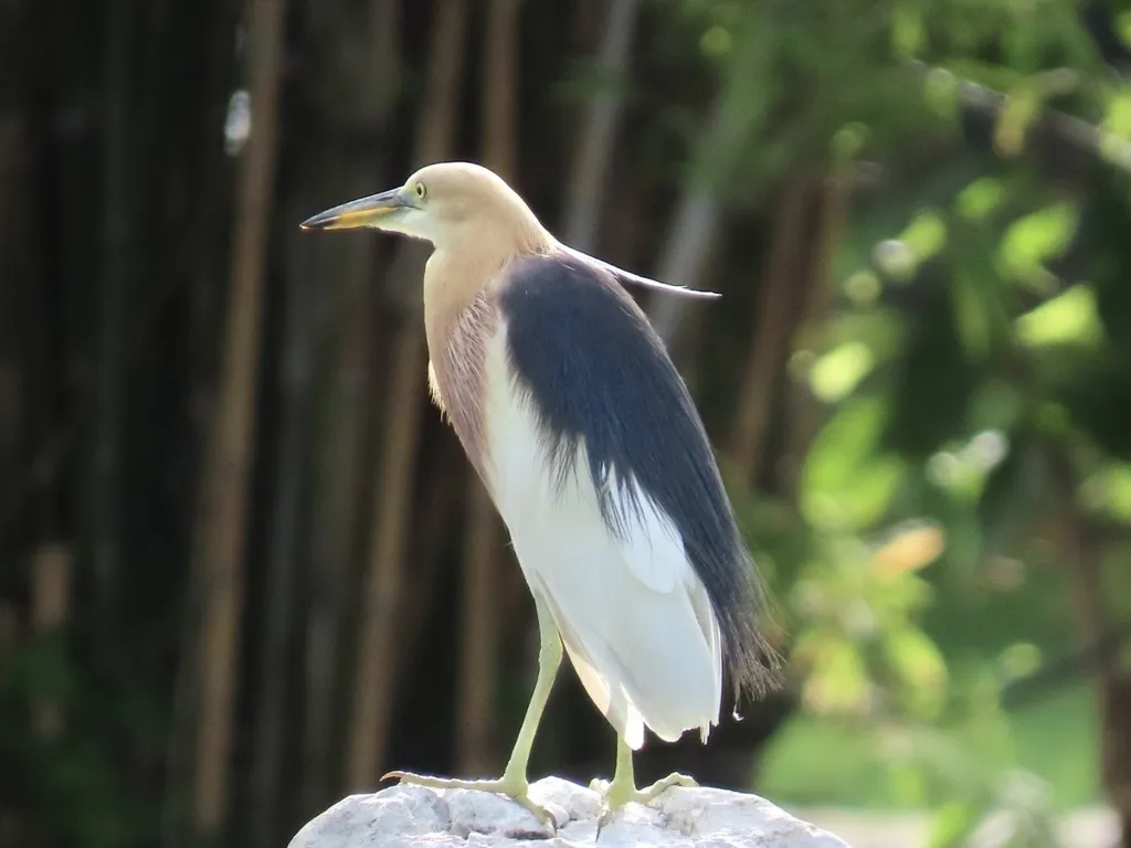 爪哇池鹭(Ardeola speciosa)