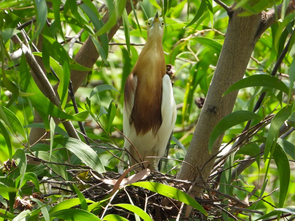 爪哇池鹭(Ardeola speciosa)