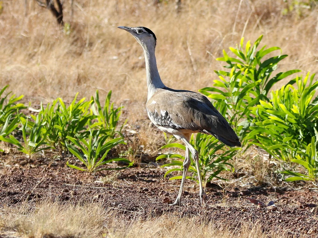 澳洲鹭鸨(Ardeotis australis)