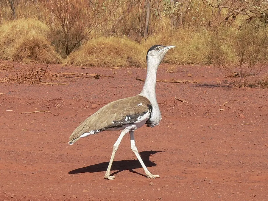 澳洲鹭鸨(Ardeotis australis)