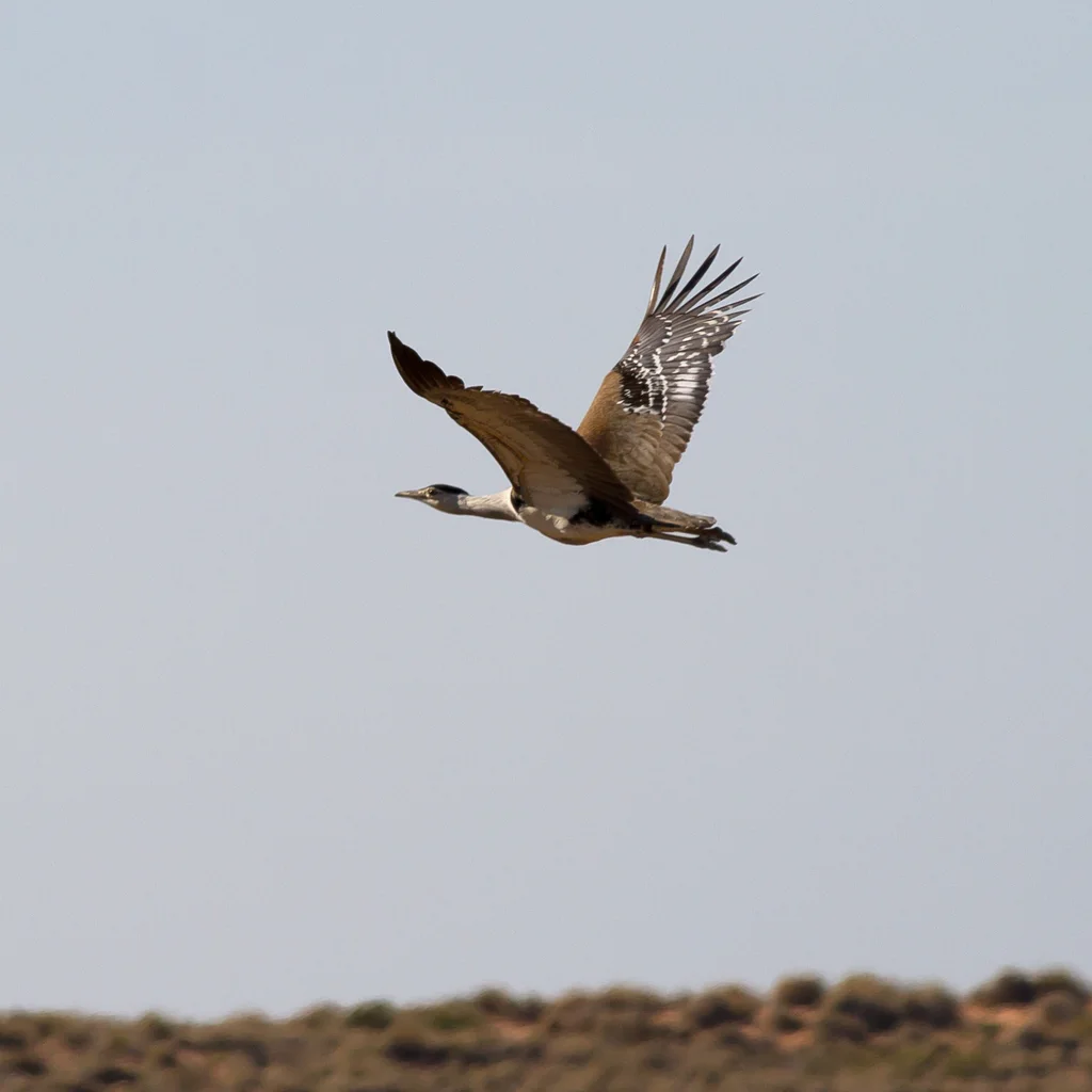 澳洲鹭鸨(Ardeotis australis)