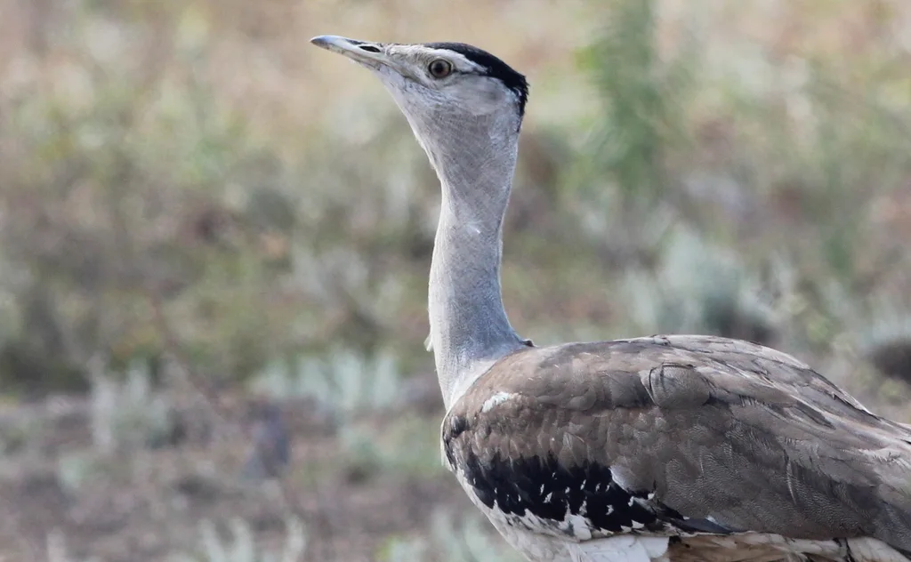 澳洲鹭鸨(Ardeotis australis)