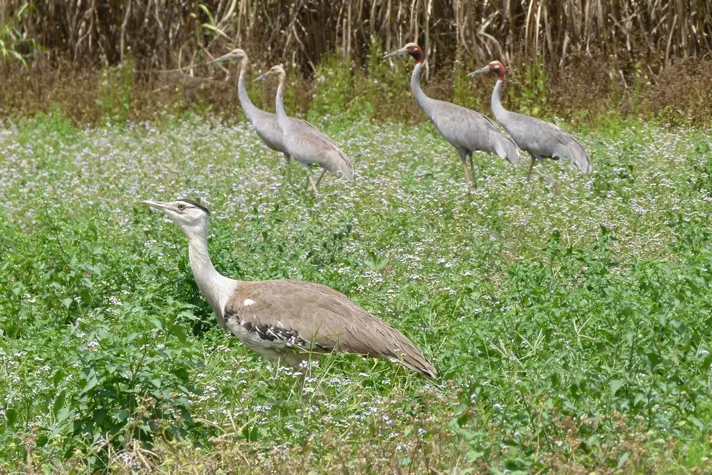 澳洲鹭鸨(Ardeotis australis)