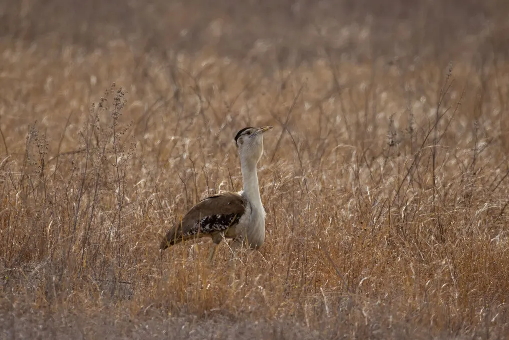 澳洲鹭鸨(Ardeotis australis)