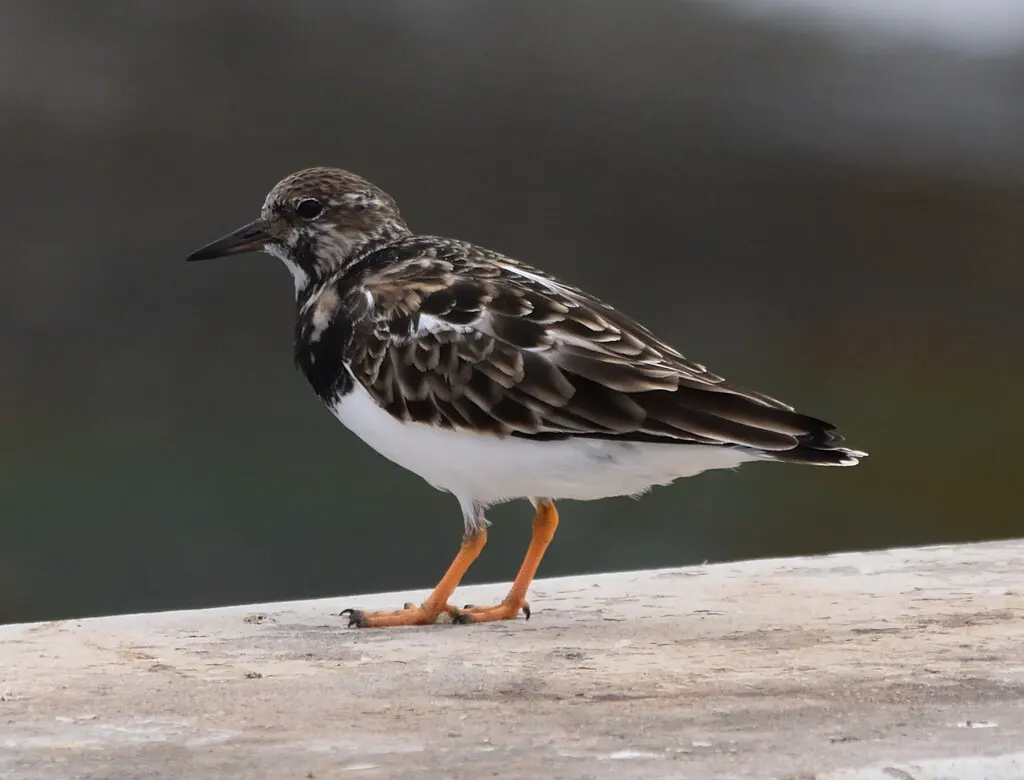 翻石鹬（Arenaria interpres）