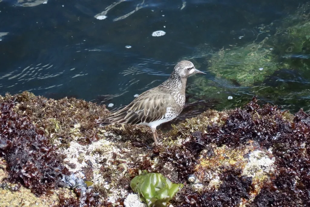 黑翻石鹬（Arenaria melanocephala）
