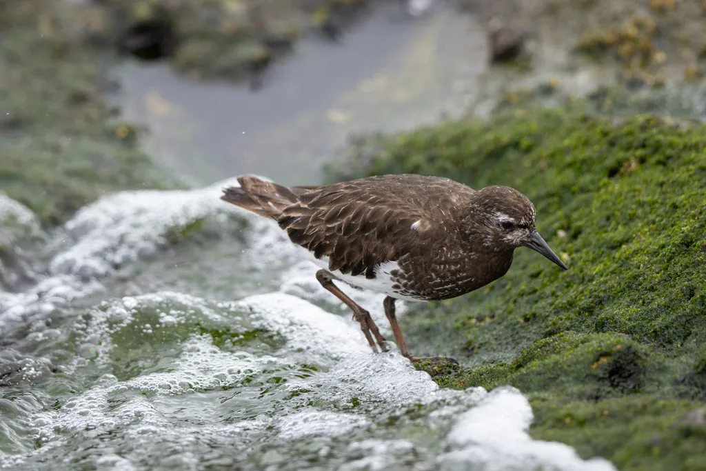黑翻石鹬（Arenaria melanocephala）