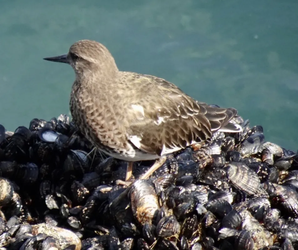 黑翻石鹬（Arenaria melanocephala）