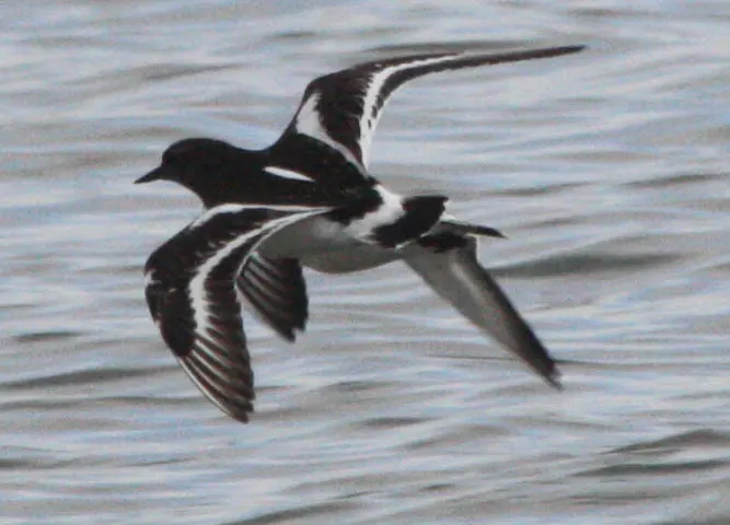 黑翻石鹬（Arenaria melanocephala）