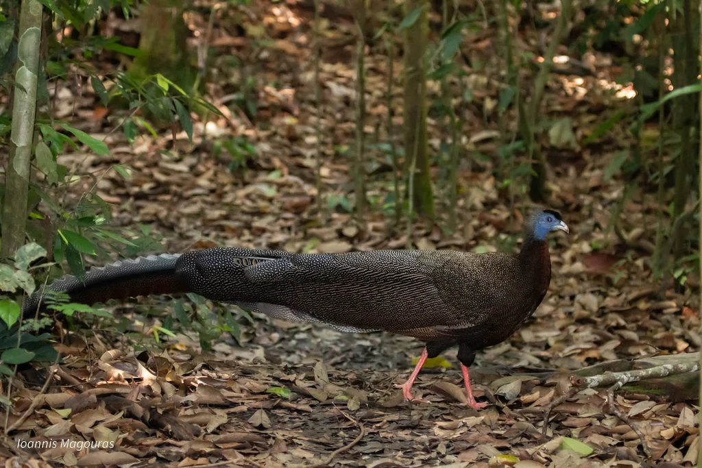 大眼斑雉(Argusianus argus)
