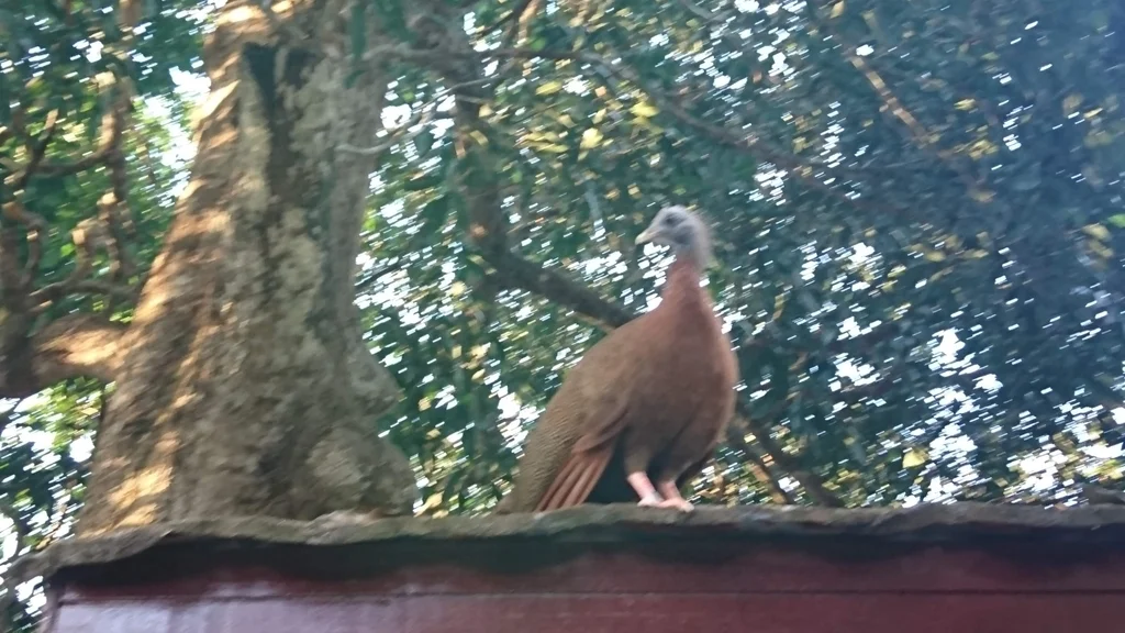 大眼斑雉(Argusianus argus)