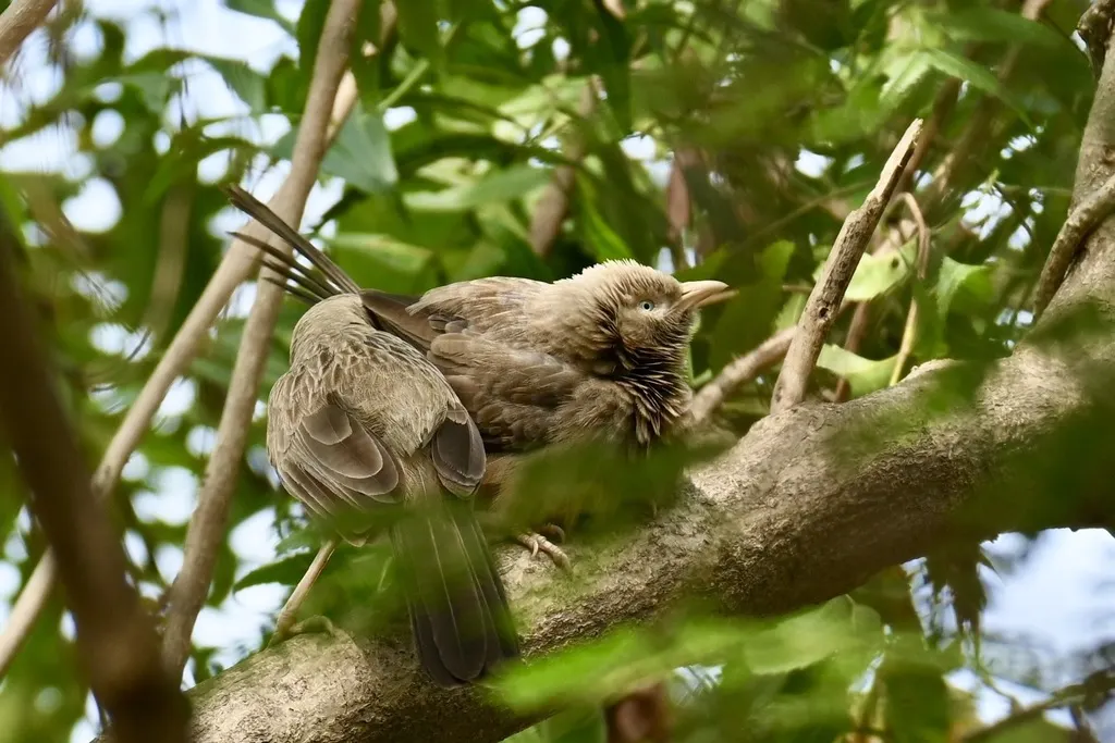 印度白头鸫鹛(Argya affinis)
