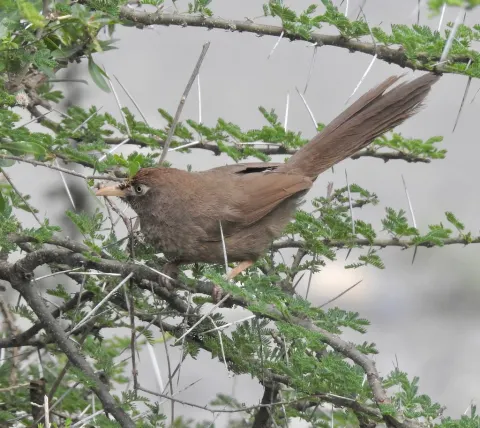 鳞斑鸫鹛