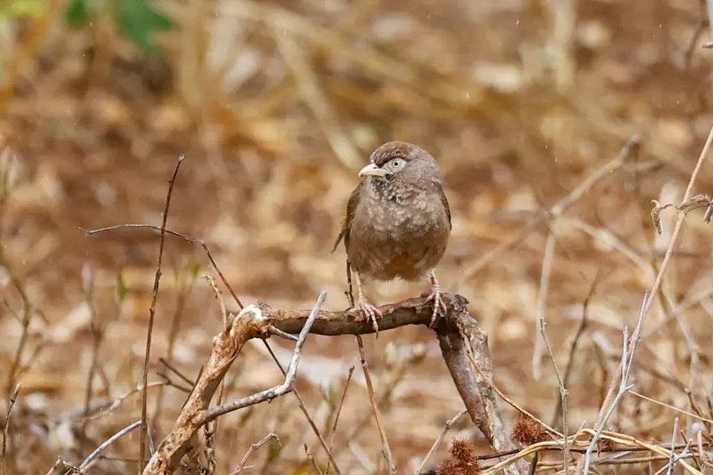 鳞斑鸫鹛(Argya aylmeri)