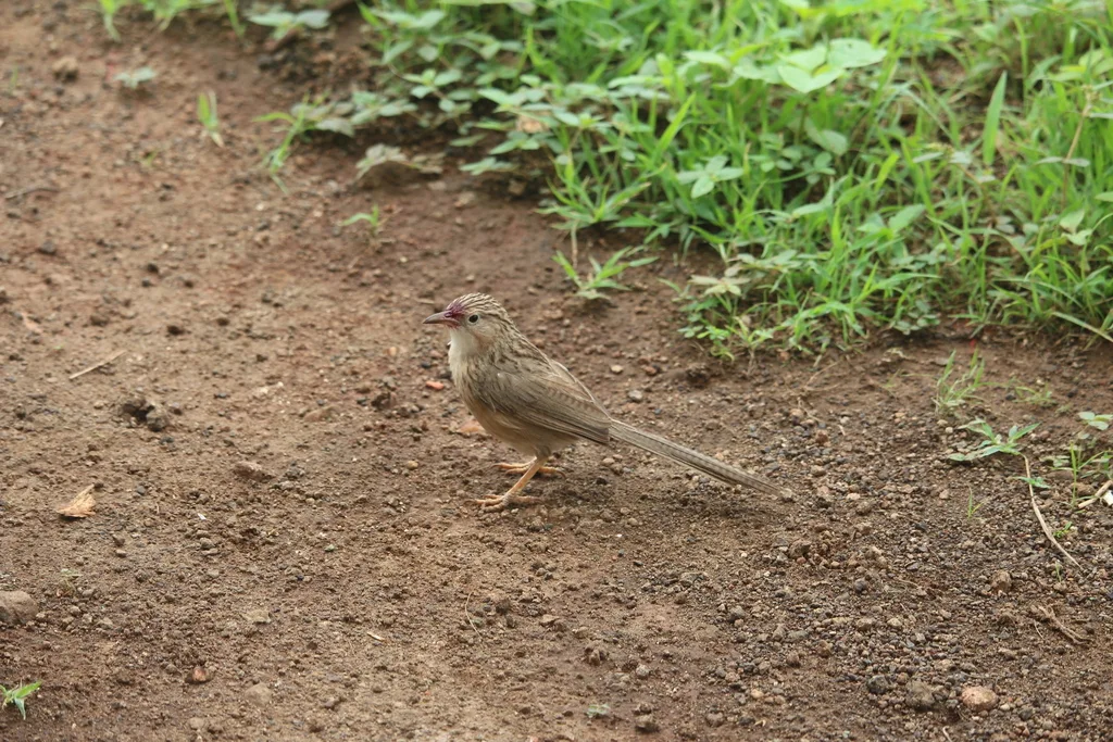 普通鸫鹛(Argya caudata)