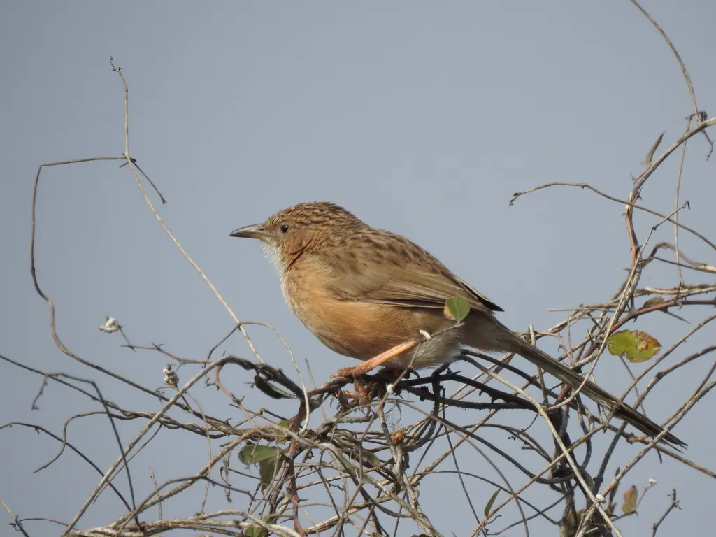普通鸫鹛(Argya caudata)