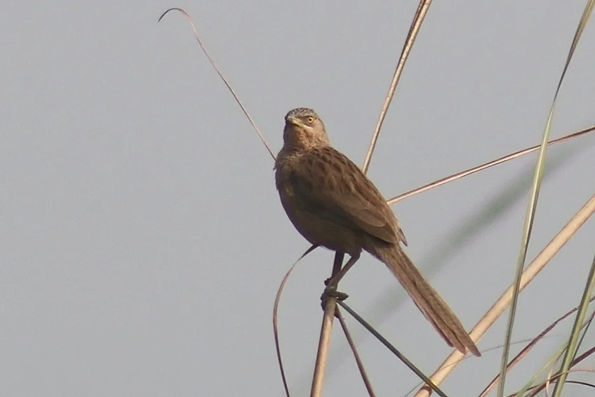 纹背鸫鹛(Argya earlei)