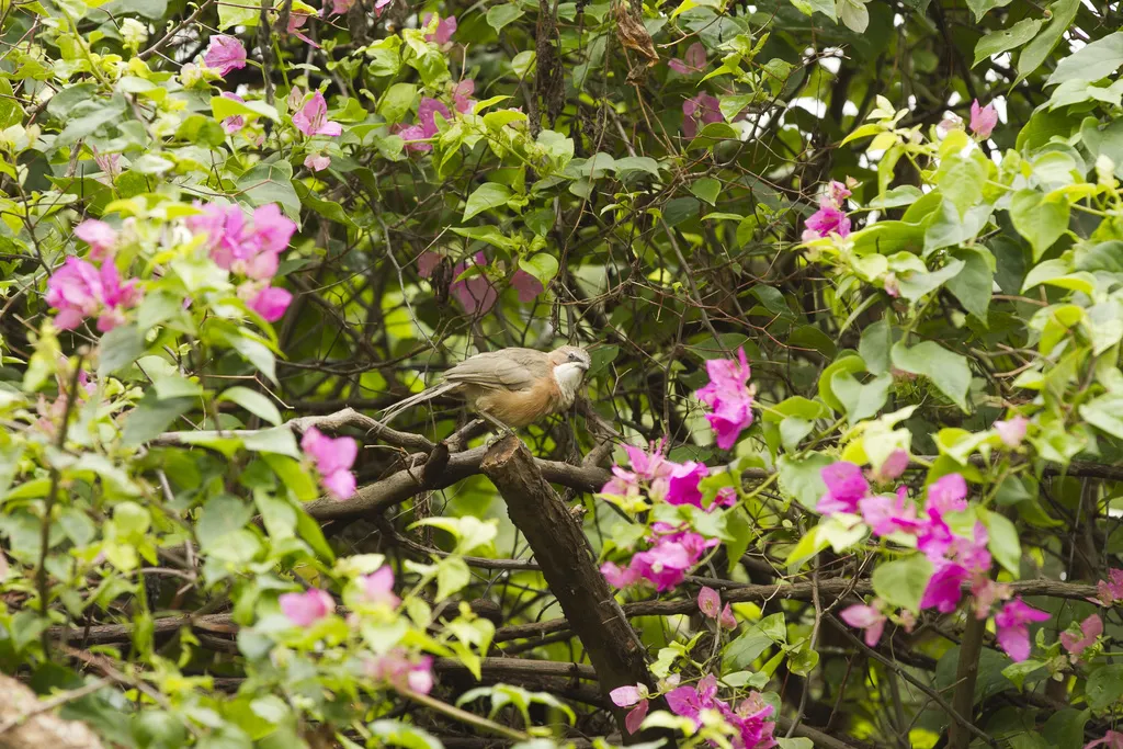 白喉鸫鹛(Argya gularis)