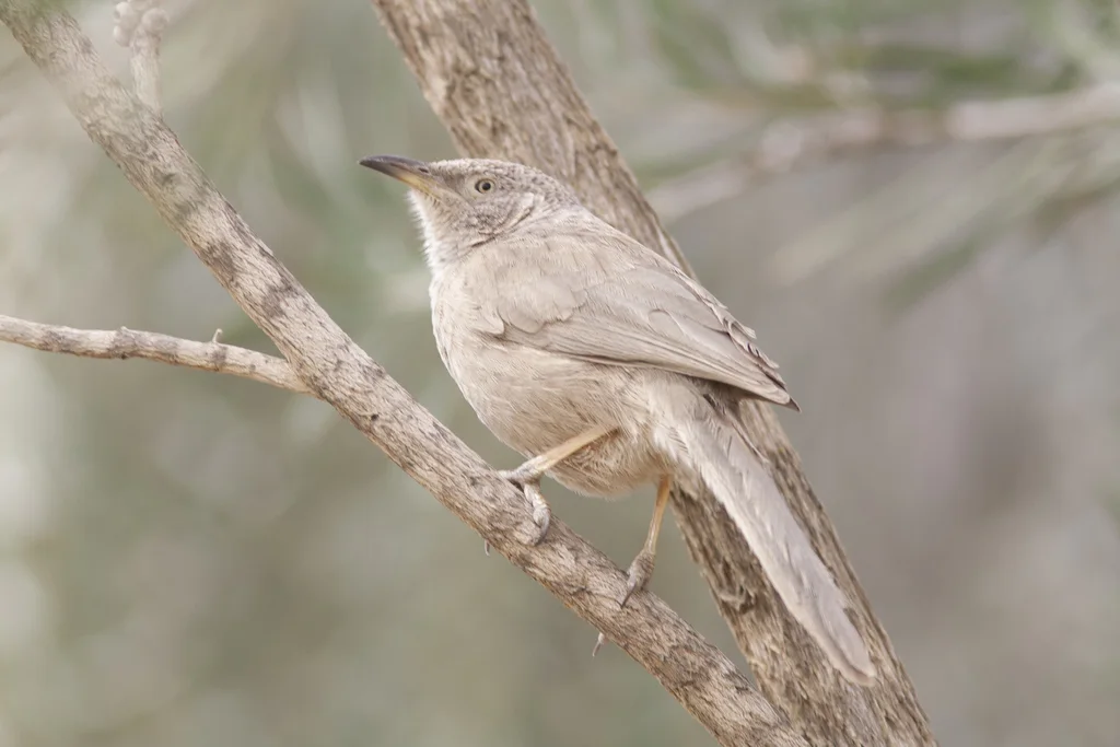 阿拉伯鸫鹛(Argya squamiceps)