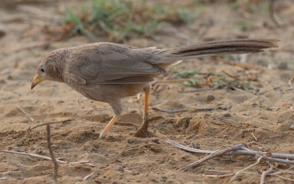 阿拉伯鸫鹛(Argya squamiceps)