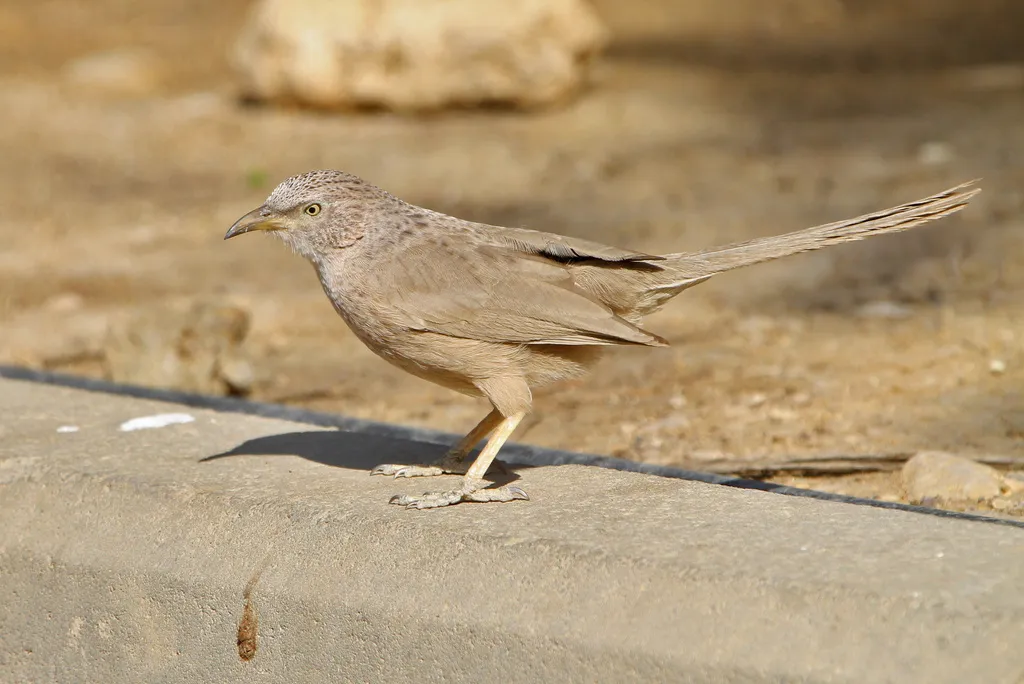阿拉伯鸫鹛(Argya squamiceps)