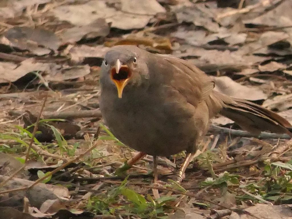 丛林鸫鹛(Argya striata)