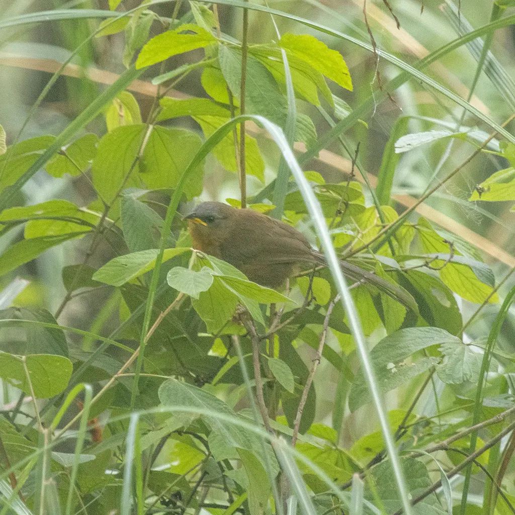 棕鸫鹛(Argya subrufa)
