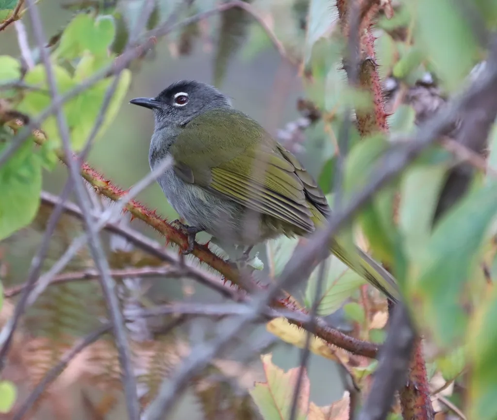 黑眉绿鹎(Arizelocichla fusciceps)