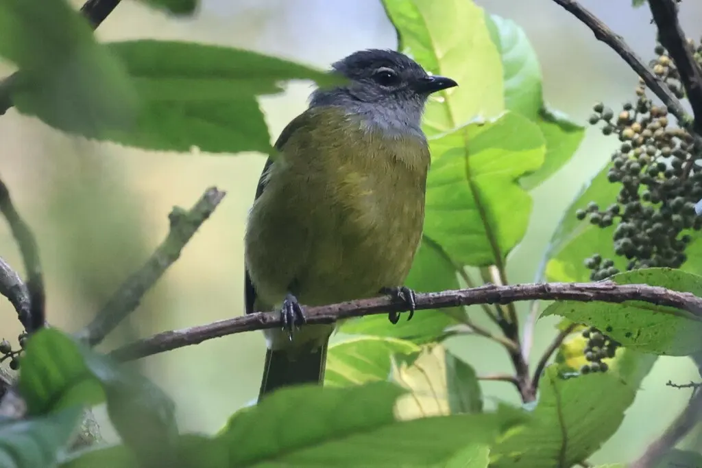 橄榄胸绿鹎（Arizelocichla kikuyuensis）