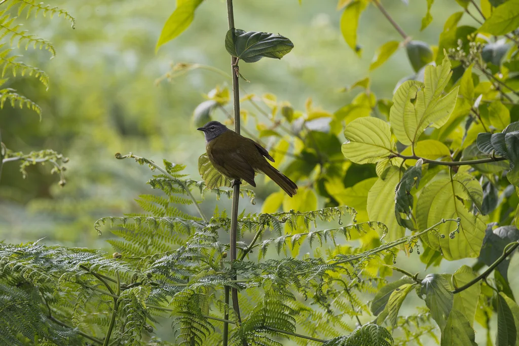 橄榄胸绿鹎（Arizelocichla kikuyuensis）