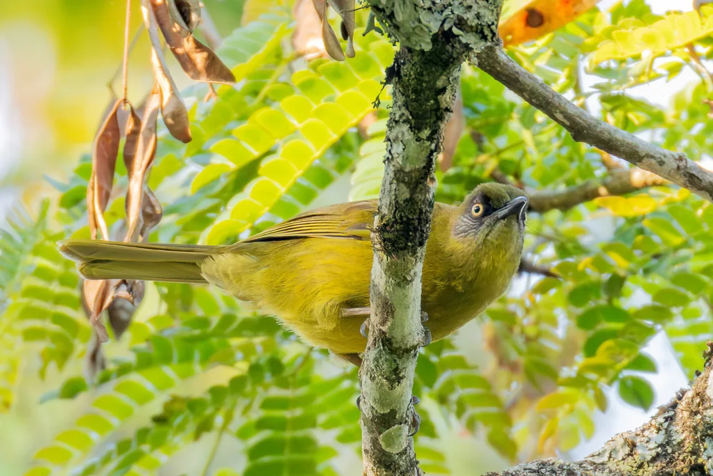 纹脸绿鹎(Arizelocichla striifacies)