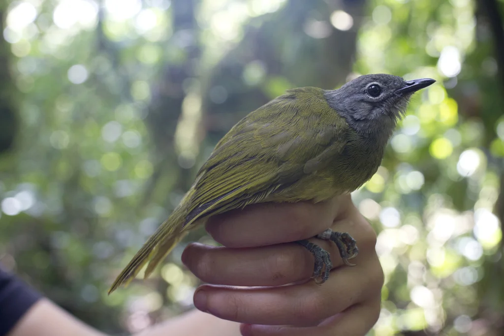 西绿鹎(Arizelocichla tephrolaema)