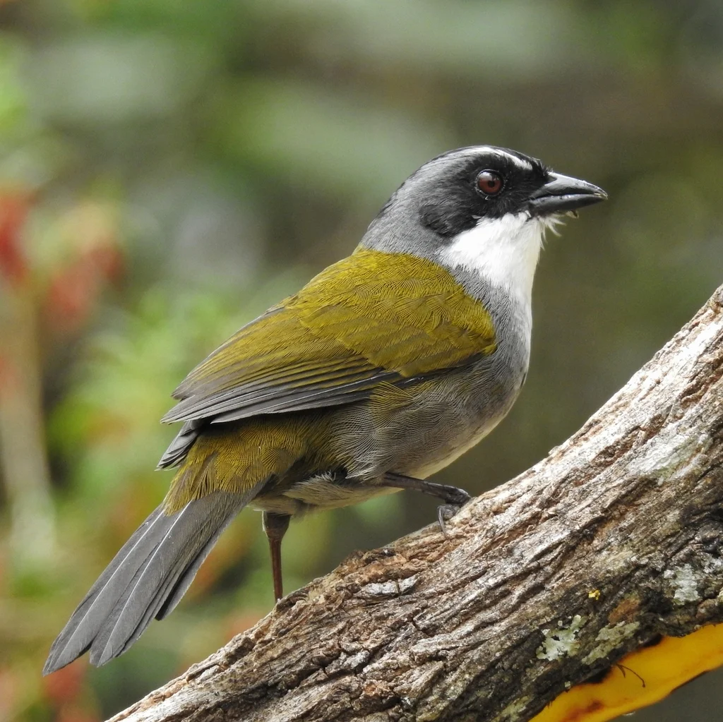 灰眉薮雀（Arremon assimilis）