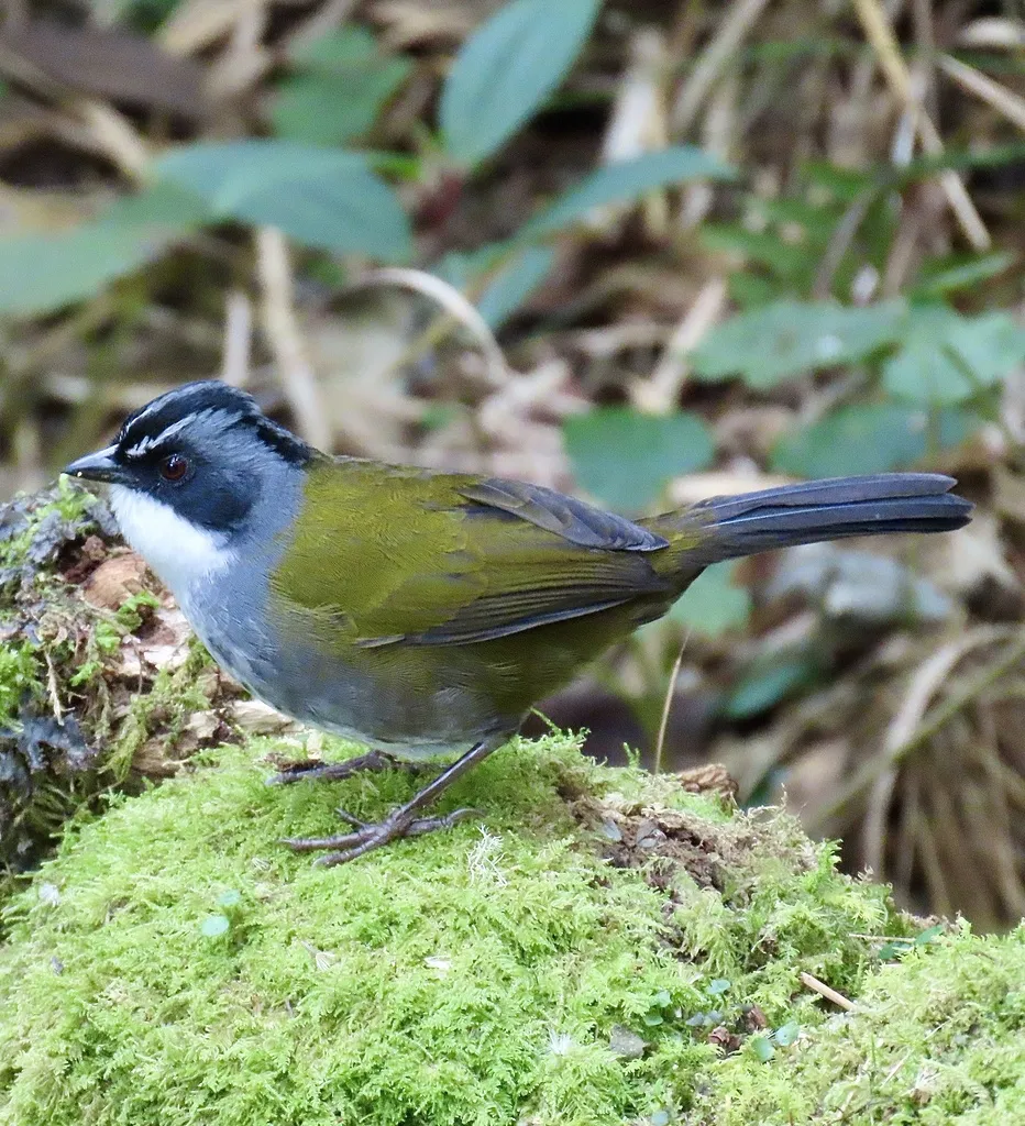 灰眉薮雀（Arremon assimilis）