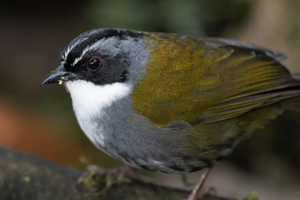 灰眉薮雀（Arremon assimilis）