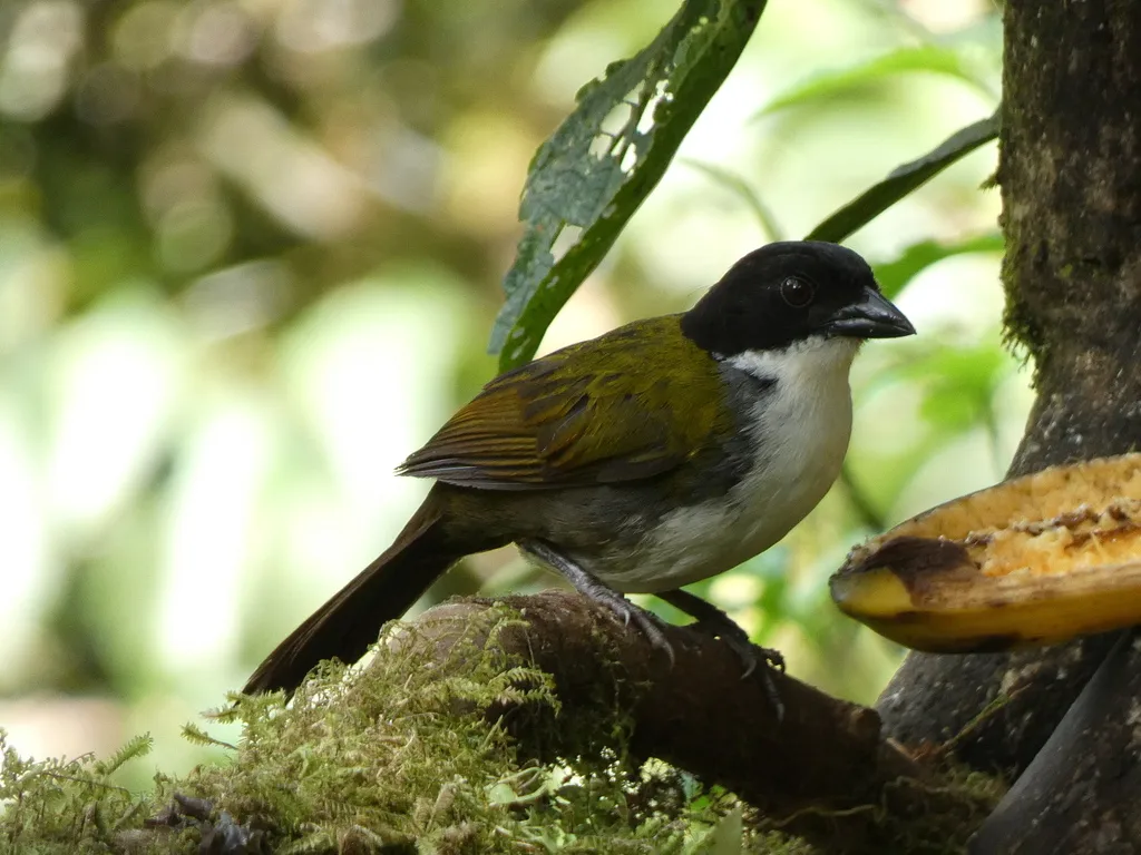 黑头薮雀(Arremon atricapillus)