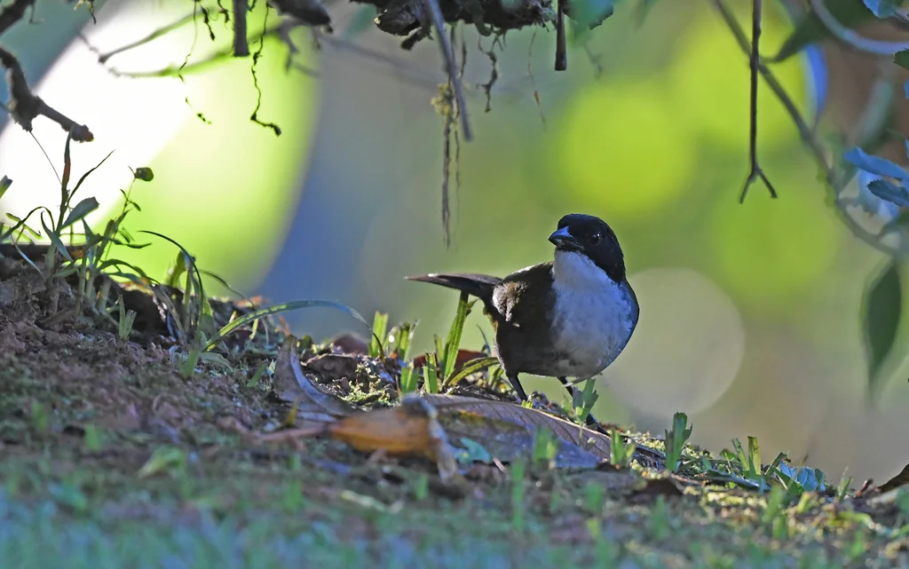 黑头薮雀(Arremon atricapillus)