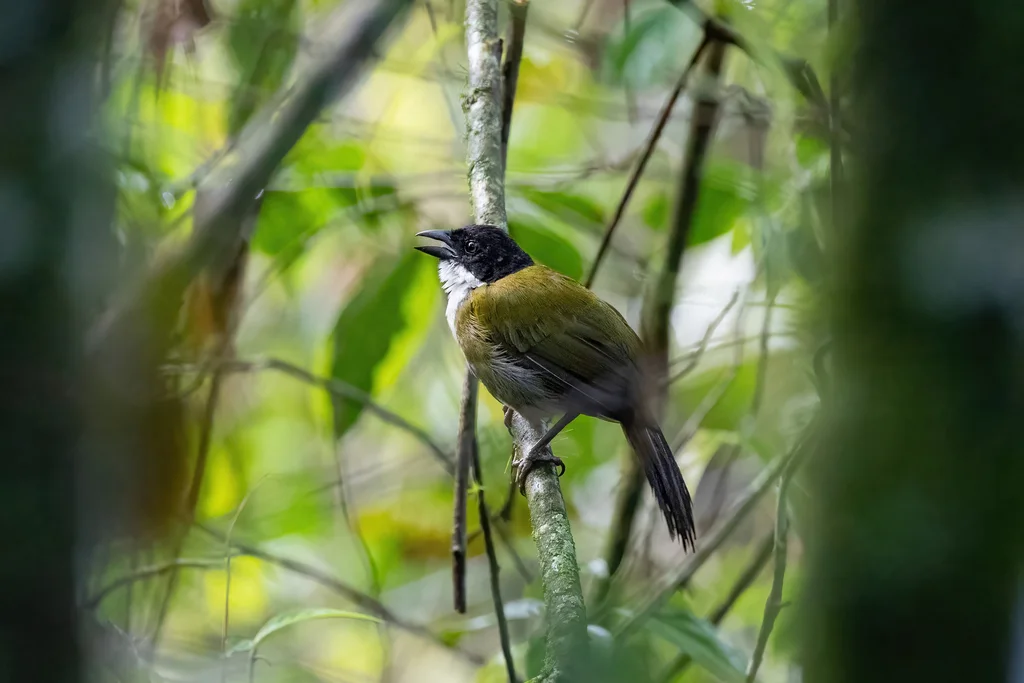 黑头薮雀(Arremon atricapillus)