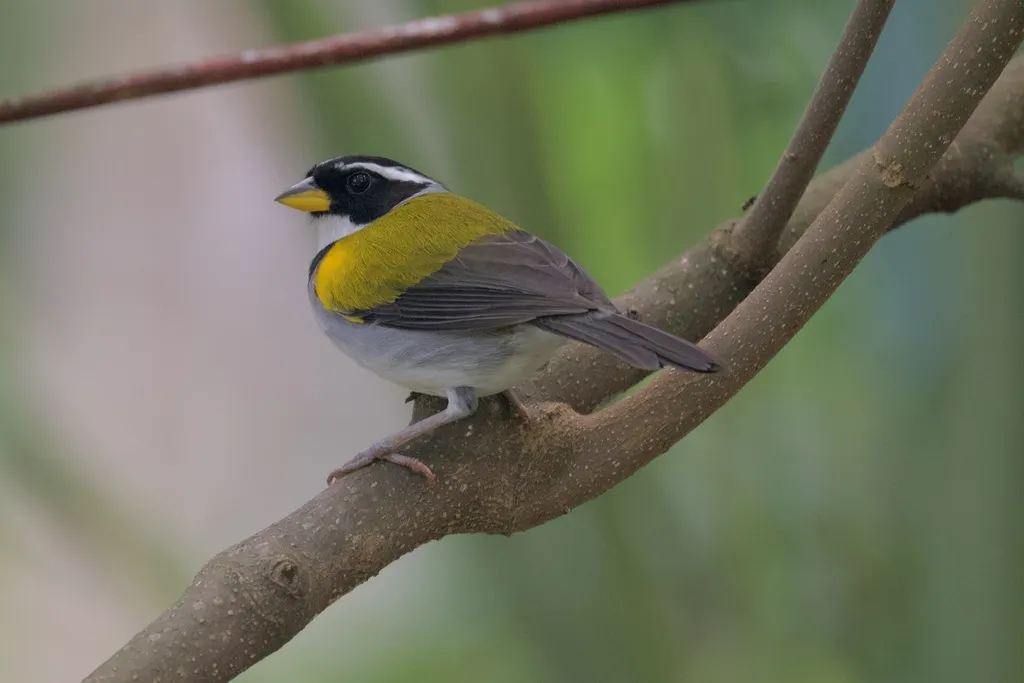 黄喙金肩雀(Arremon axillaris)