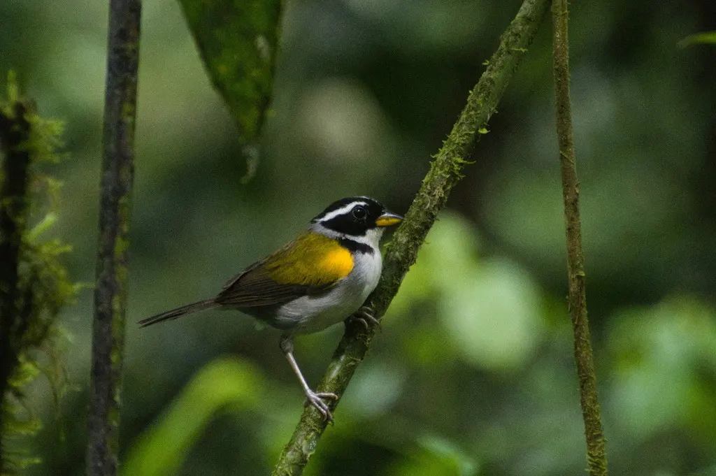 黄喙金肩雀(Arremon axillaris)