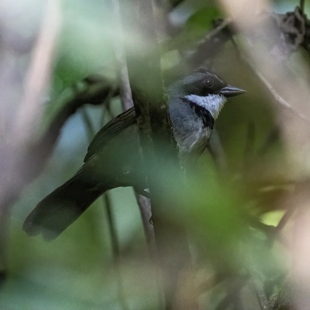 北纹头薮雀(Arremon basilicus)