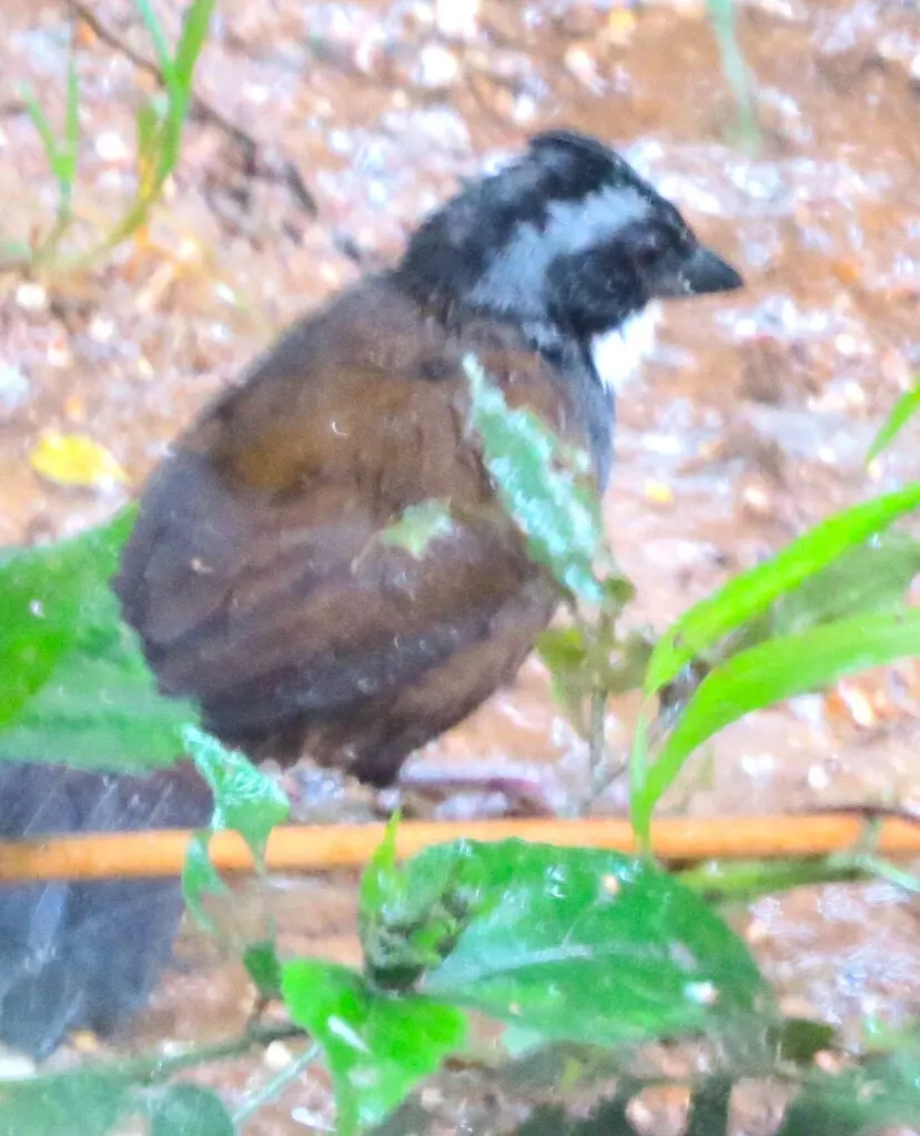 北纹头薮雀(Arremon basilicus)