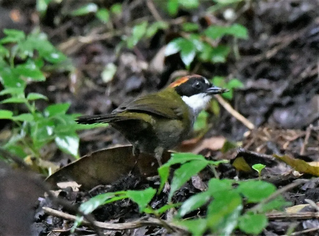 栗顶薮雀(Arremon brunneinucha)