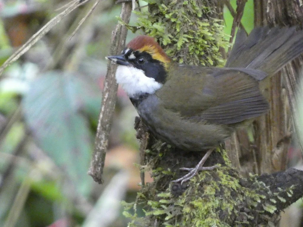 栗顶薮雀(Arremon brunneinucha)