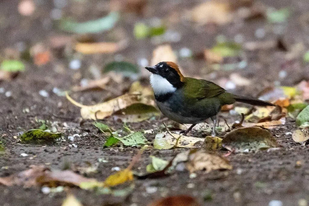 栗顶薮雀(Arremon brunneinucha)