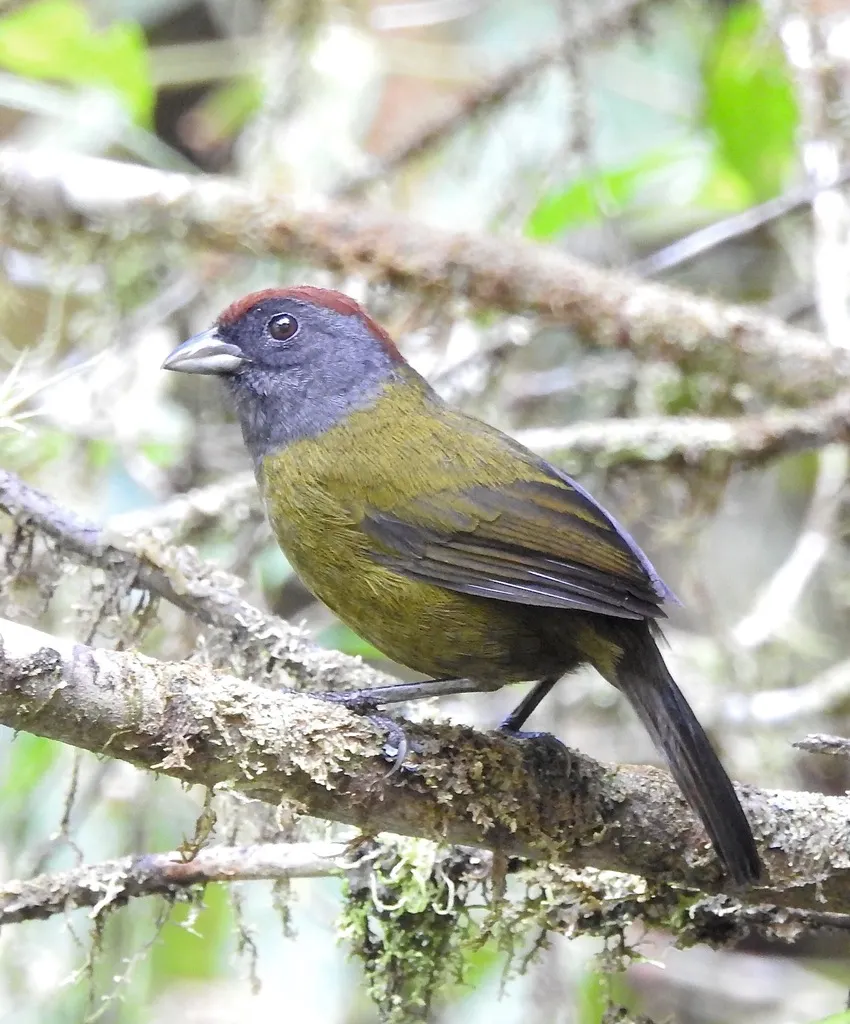 栗头绿雀(Arremon castaneiceps)