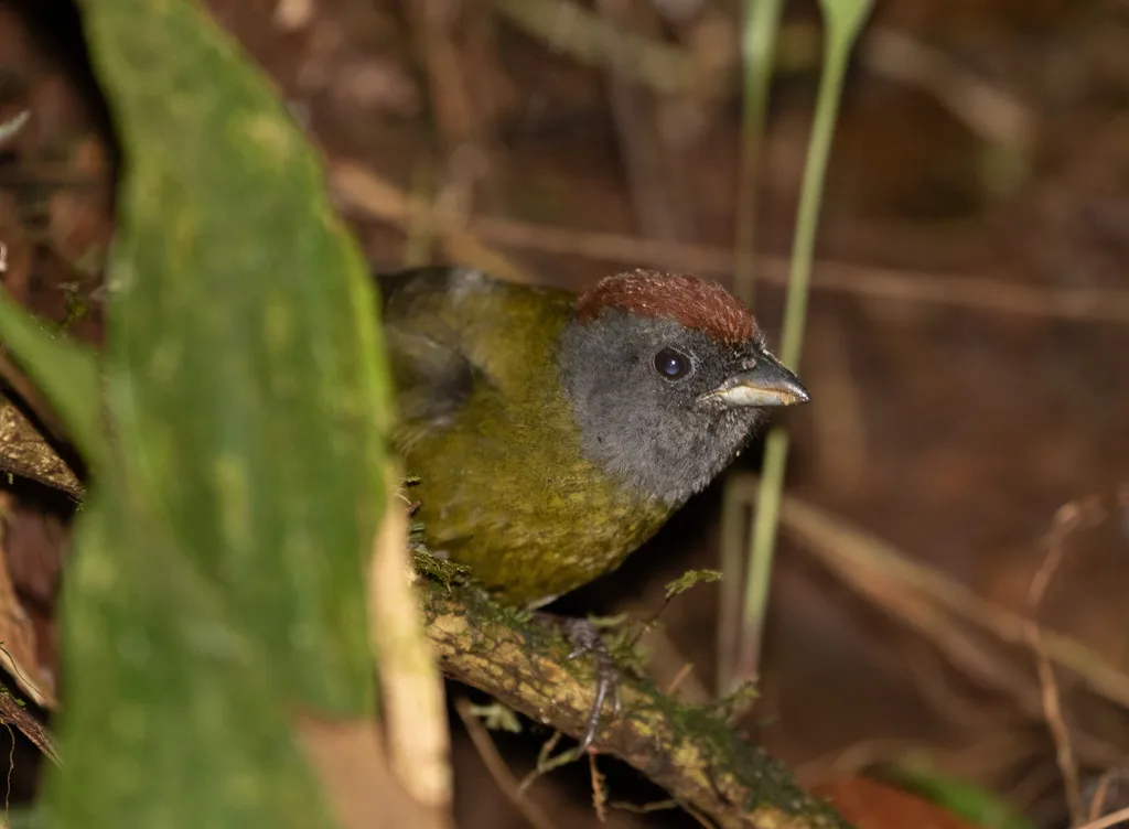 栗头绿雀(Arremon castaneiceps)