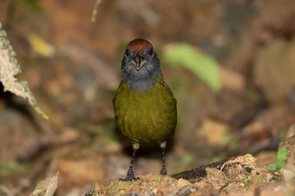栗头绿雀(Arremon castaneiceps)