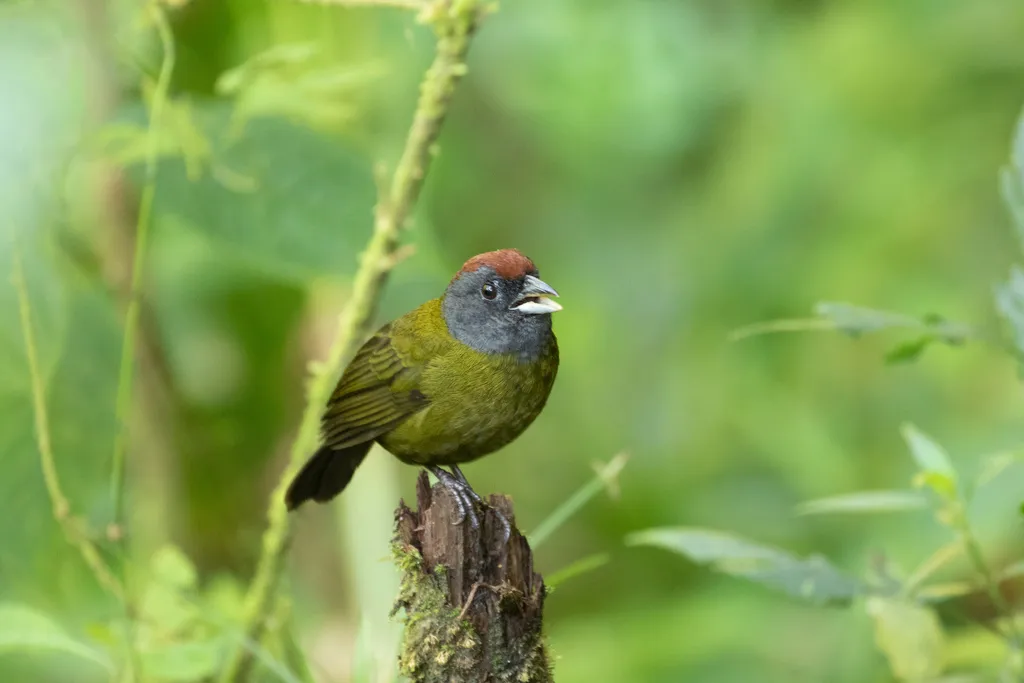 栗头绿雀(Arremon castaneiceps)